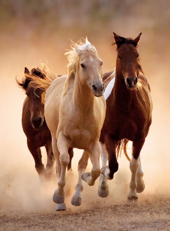 Running Horses 1000-Piece Puzzle