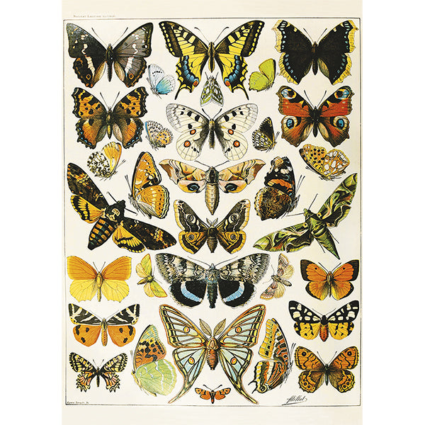 Butterflies and Moths 1000-Piece Puzzle